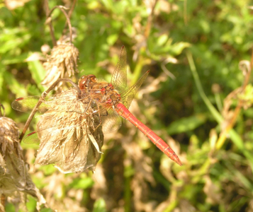 66_heidelibel(1)
