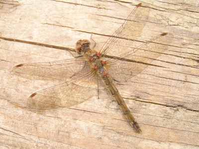 67_heidelibel(2)