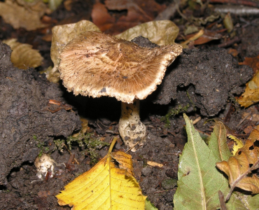 84_paddenstoelen(2)