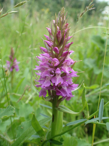 071_Plantenexcursie